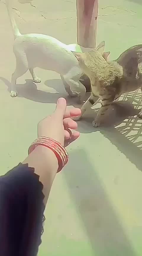 @Muskan khaskheli
