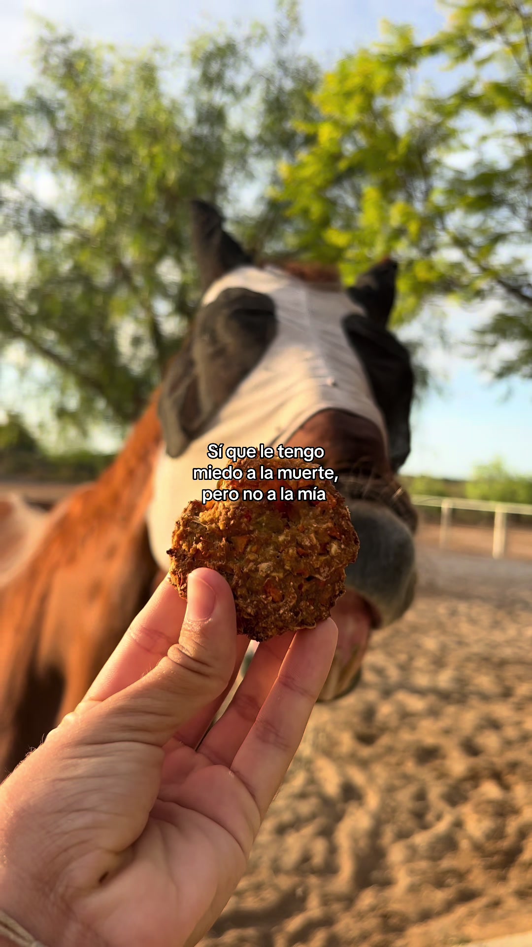 @MyHorse