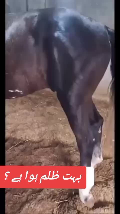 @🐴 گھوڑا شوق 🐴