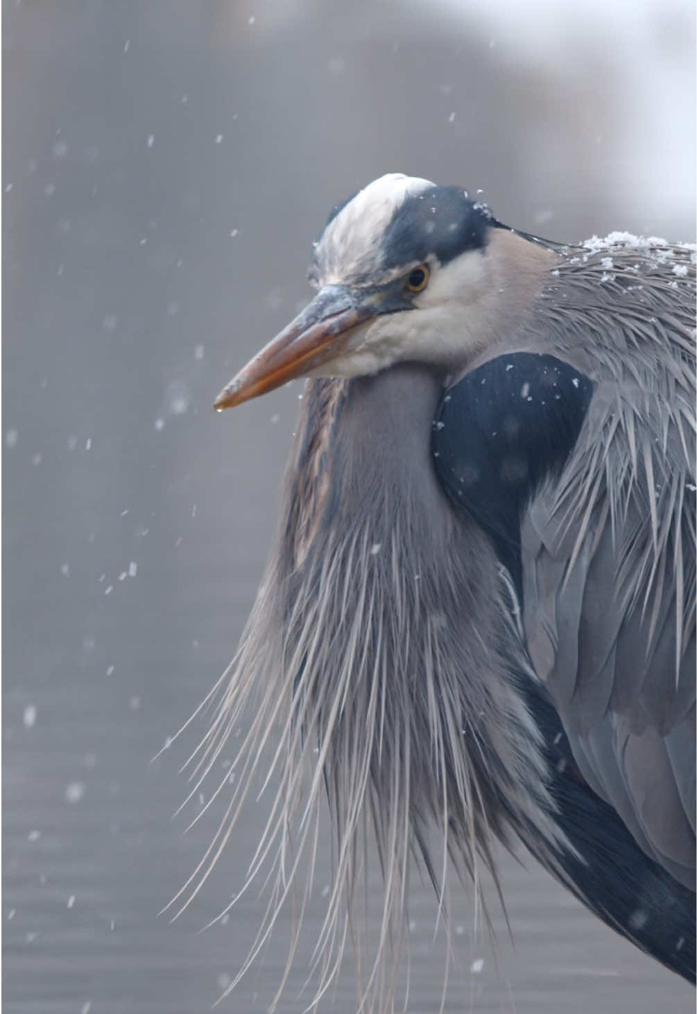 @Kai Meyer | Wildlife Filmmaker