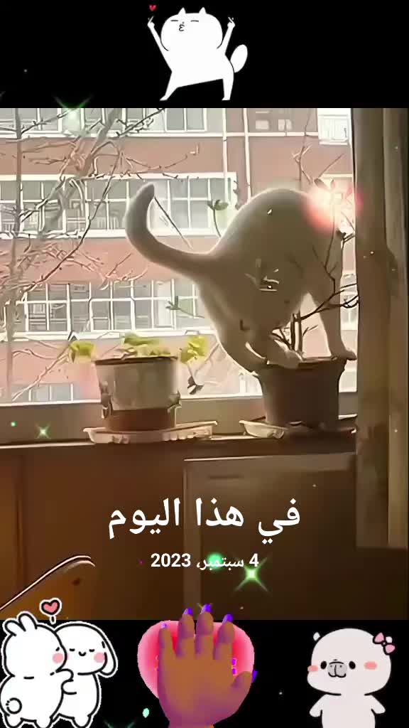 @القطط الجميلة