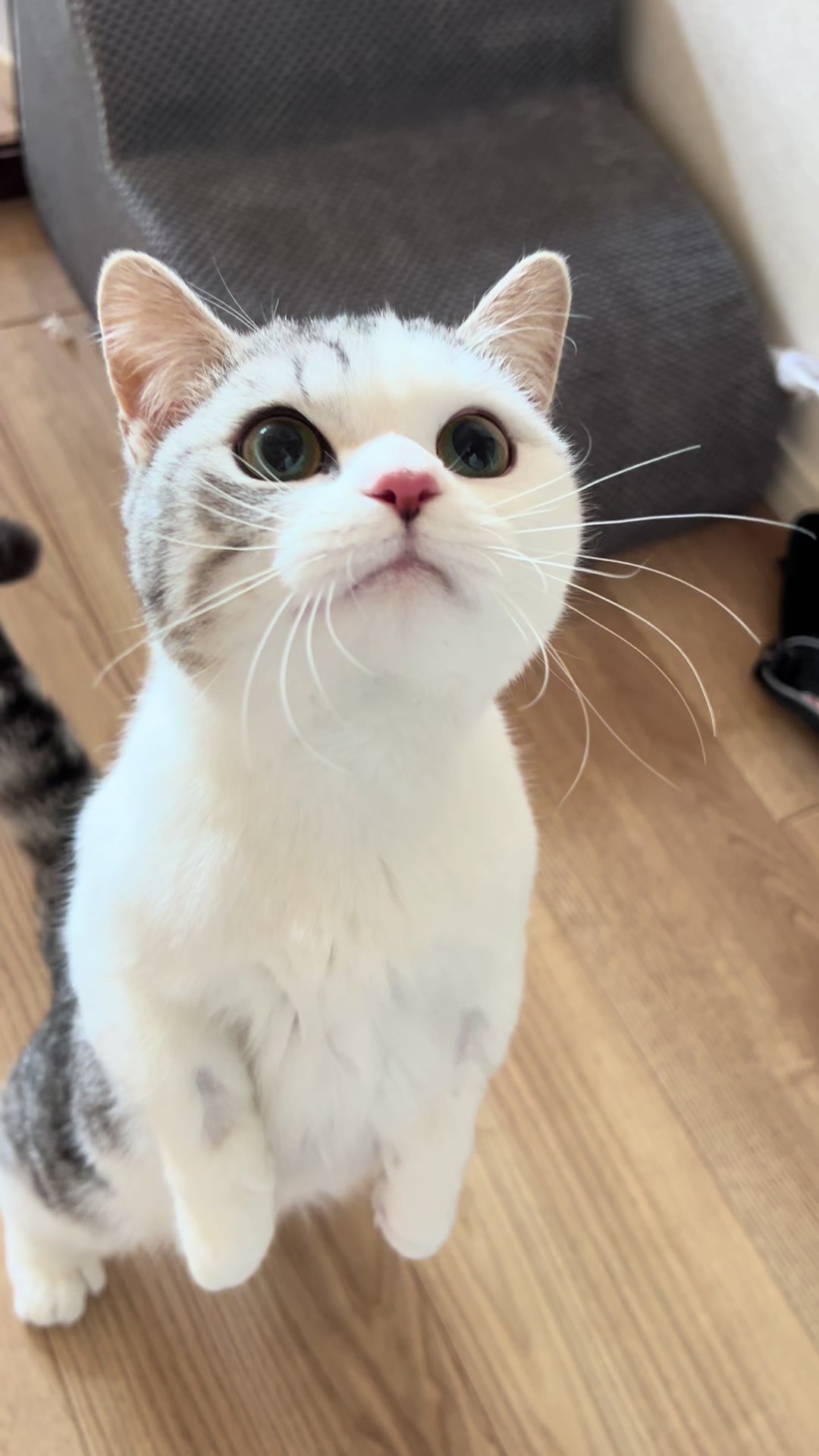 @短足マンチのえる♂