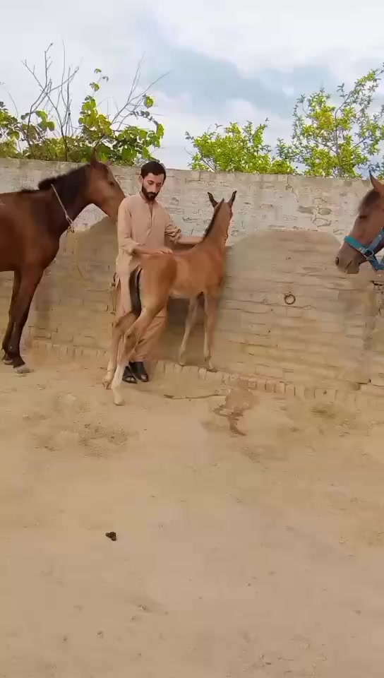 @RAJA SAQIB ALI SAQI