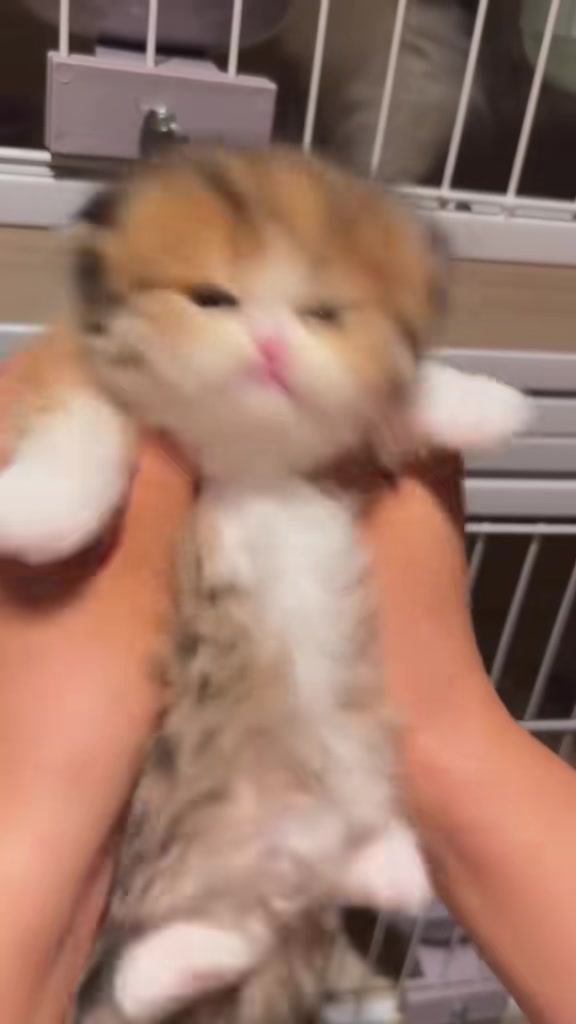 @catbosssss