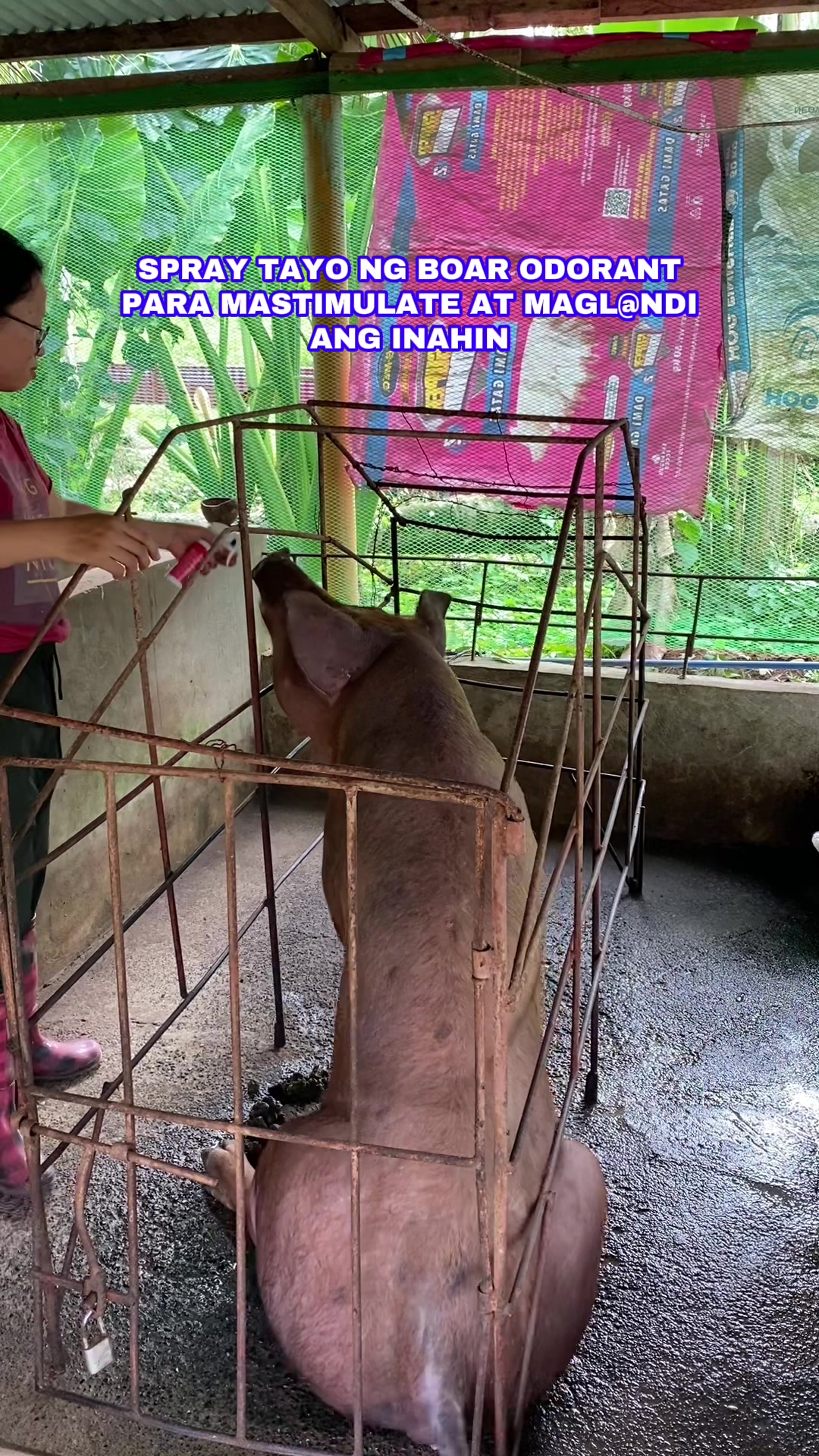 @Marj Pig Farm Vlogs