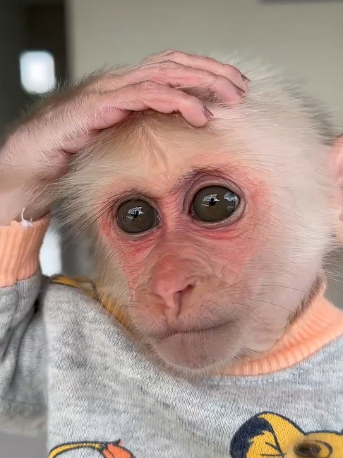 @Monkey TP