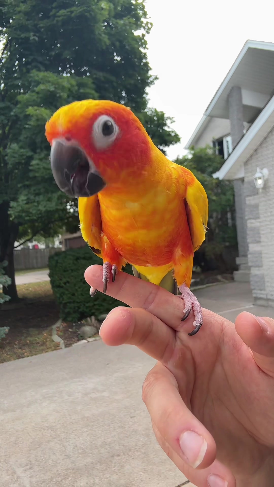 @Bird_Tails