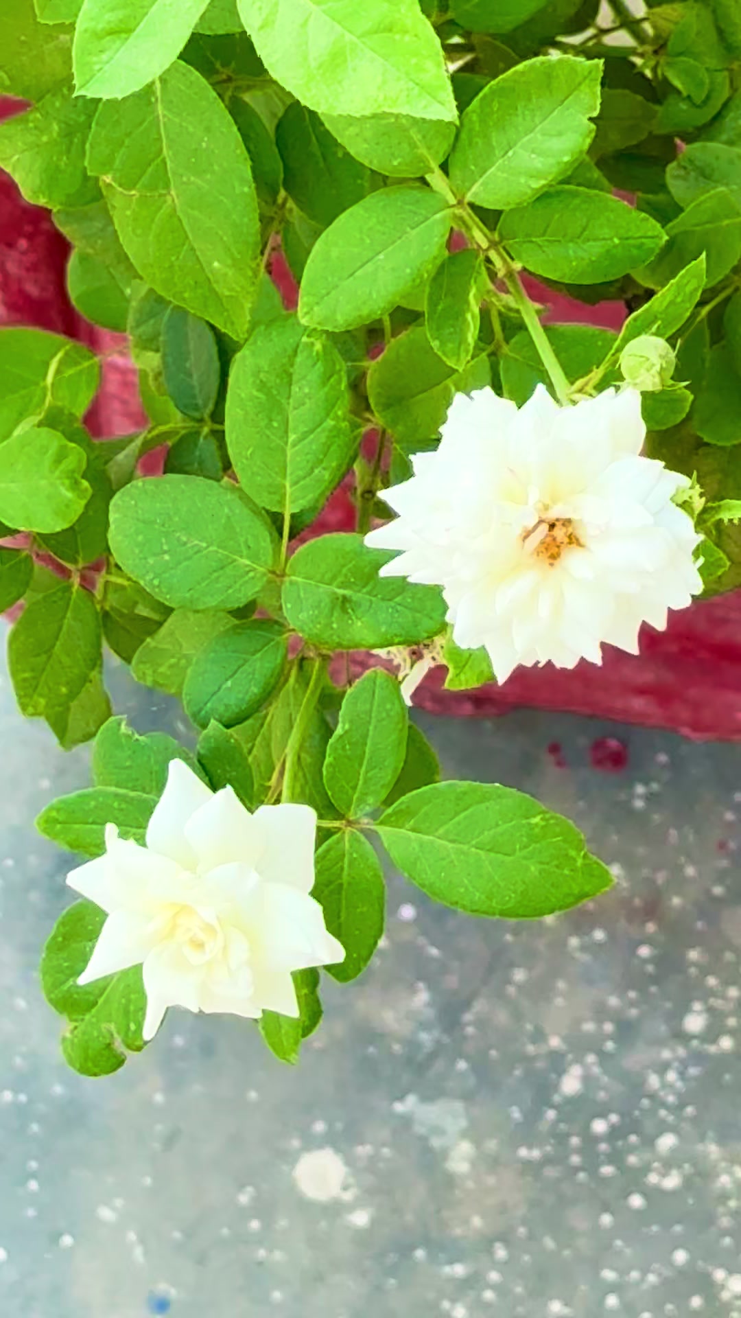 @حمزہ 💫🫀