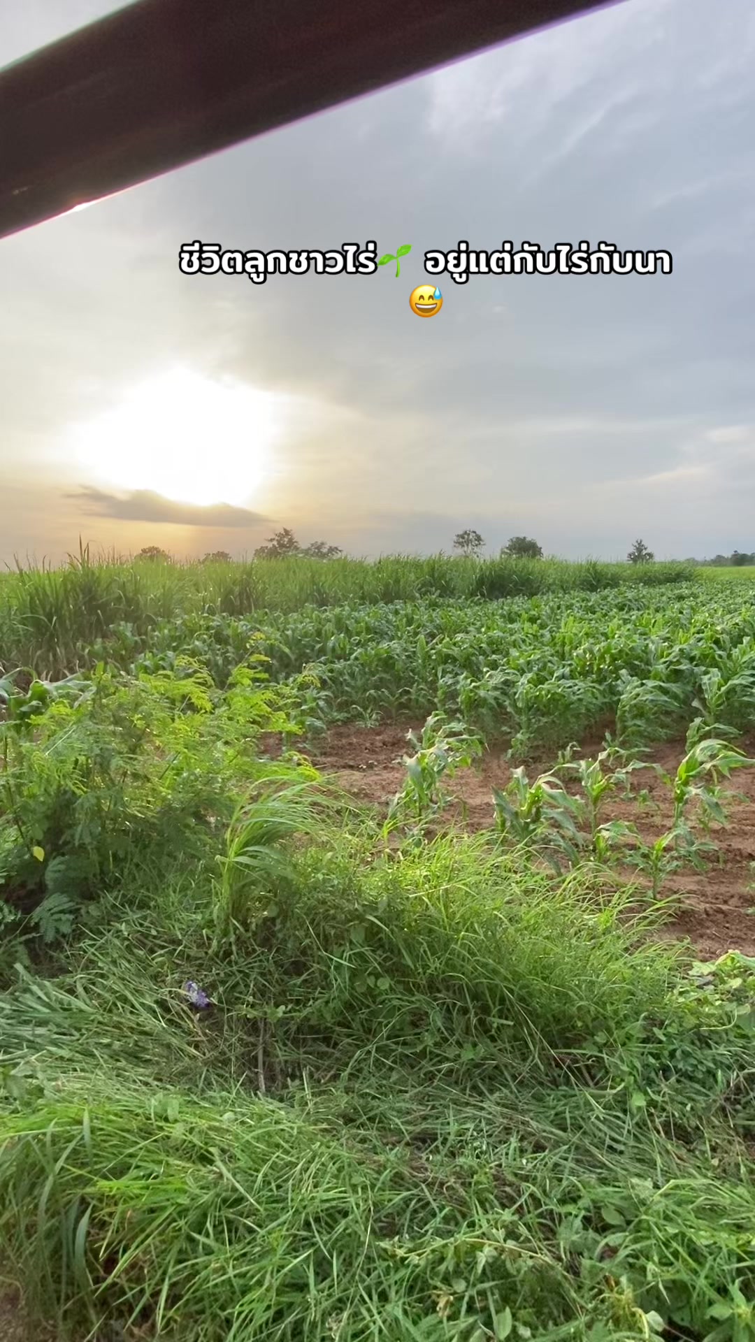 @เถ้าแก่น้อย🧑🏻🌾🫶🏻💨
