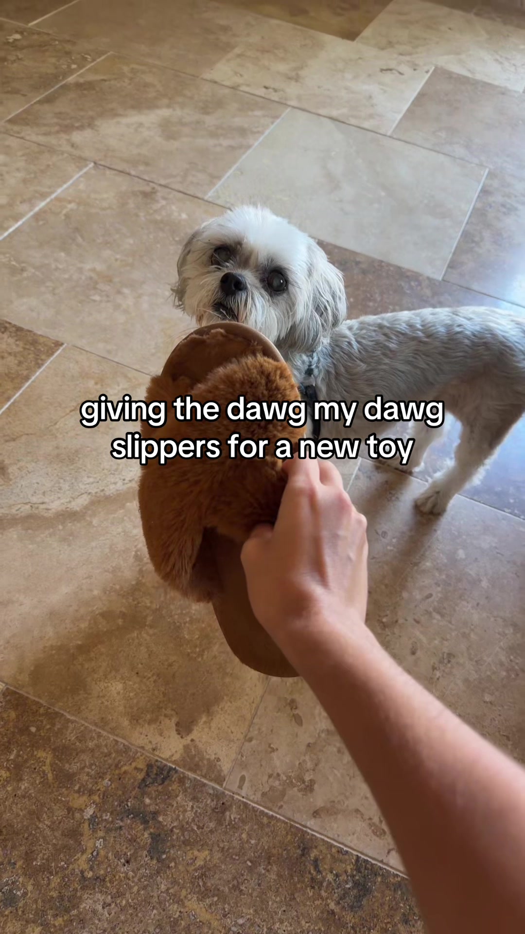 @miss dirty dogs