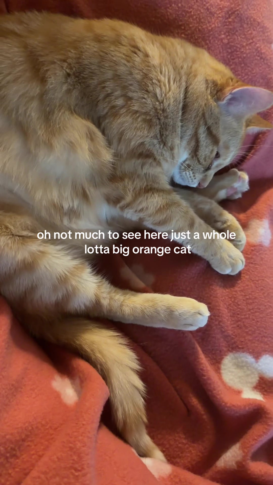 @bink the big orange cat