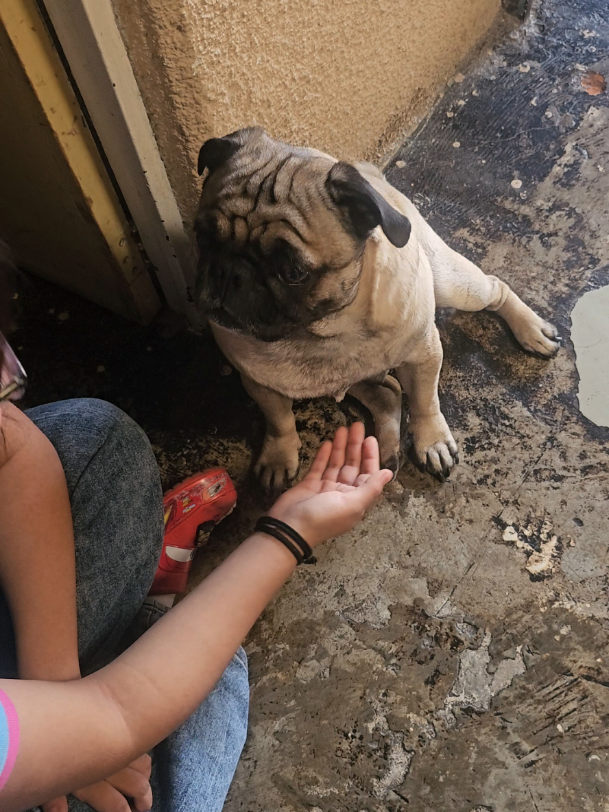 @CHICHARO🐶🐾