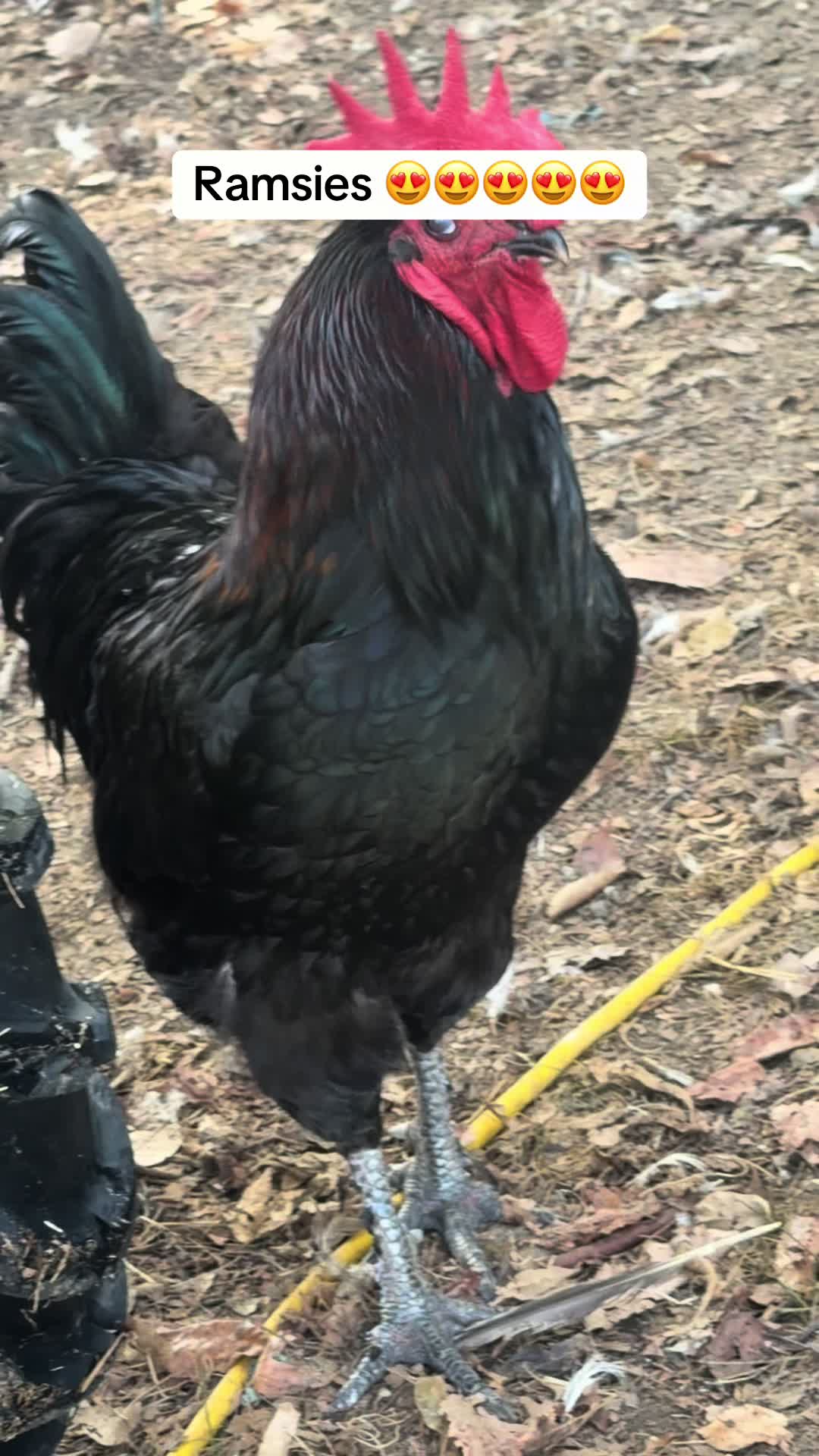 @NonniesFunnyFarm