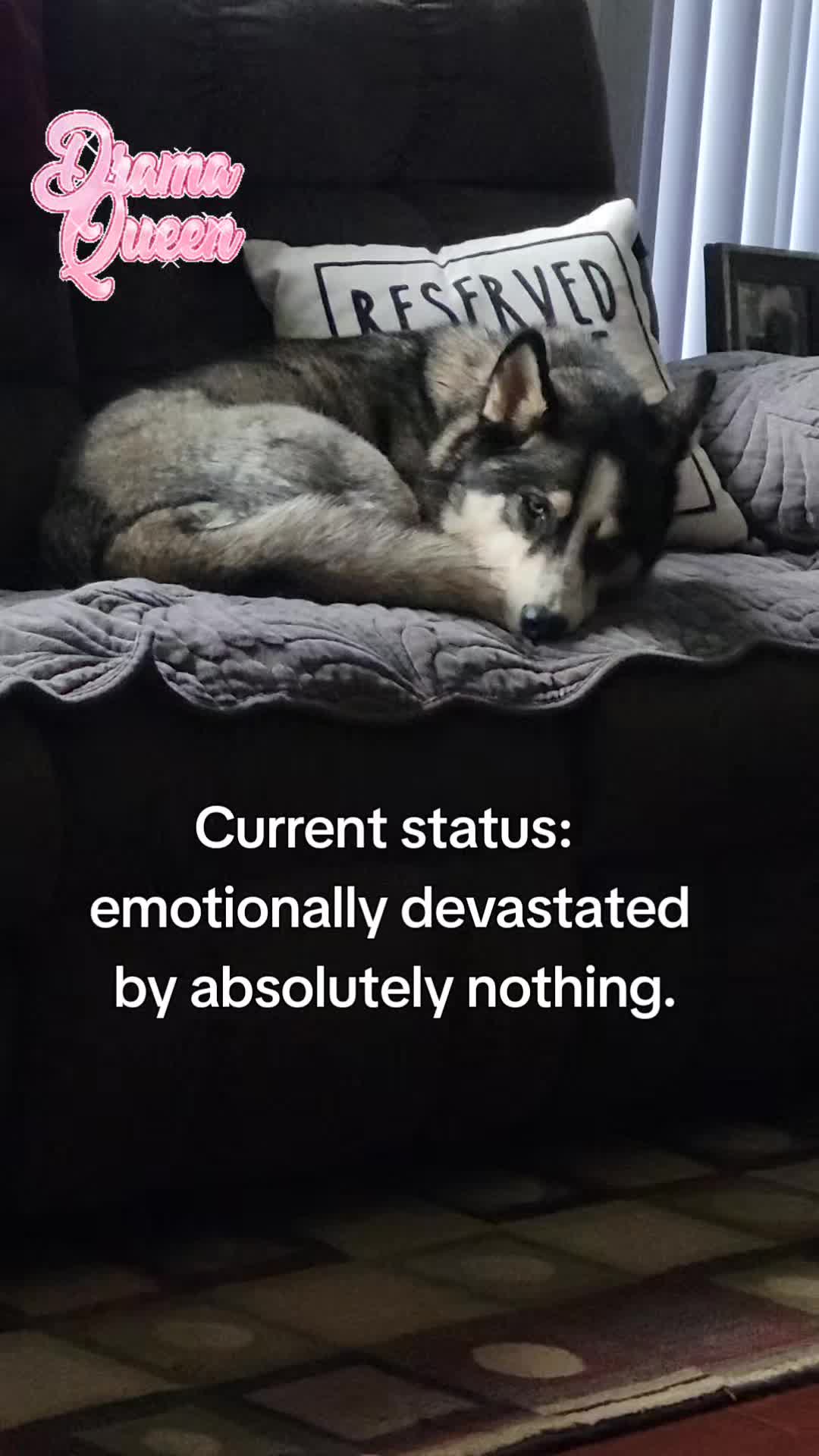 @the Hussey Husky ❌️