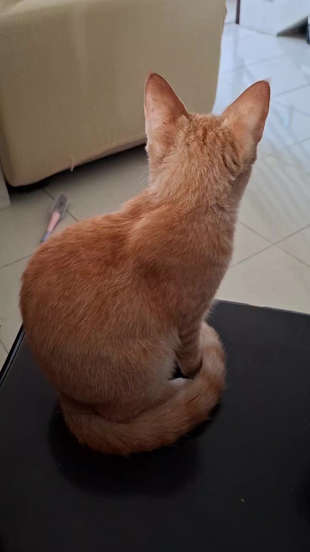 @ThePorceloFam&Pets