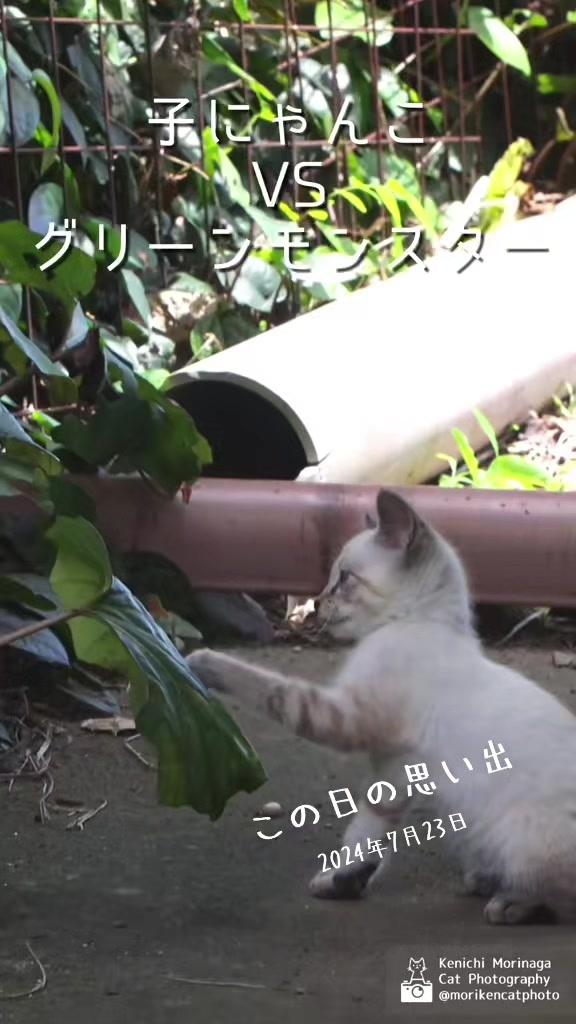 @猫写真家 森永健一