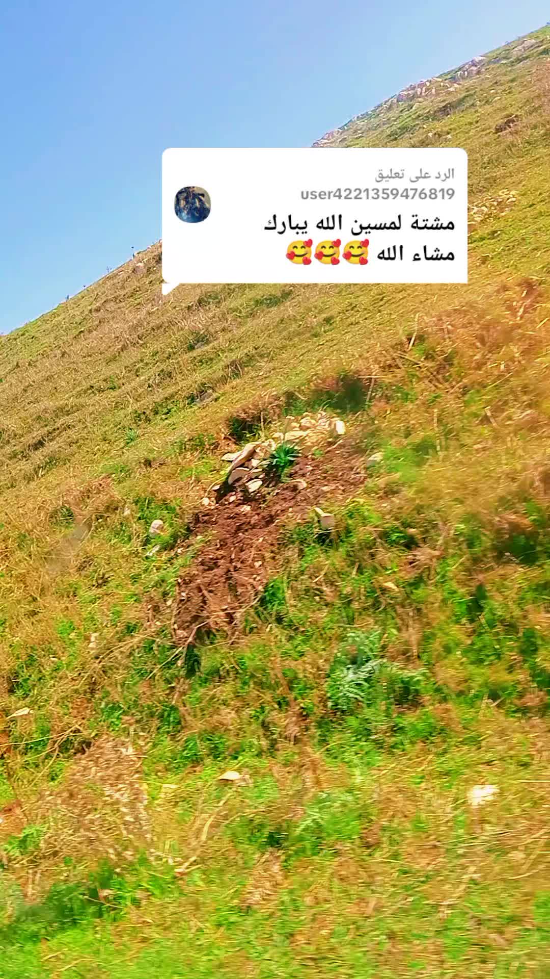 @نوارة 41