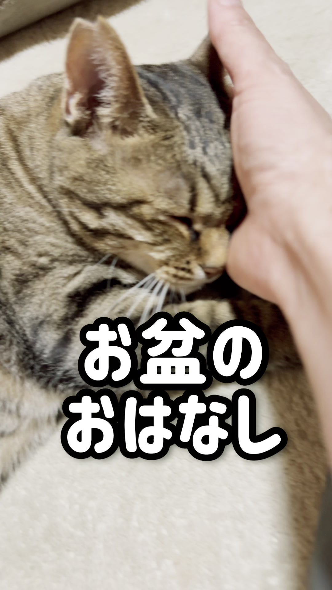 @ねこぷにもふ|ホワイトシェパードのハクちゃん