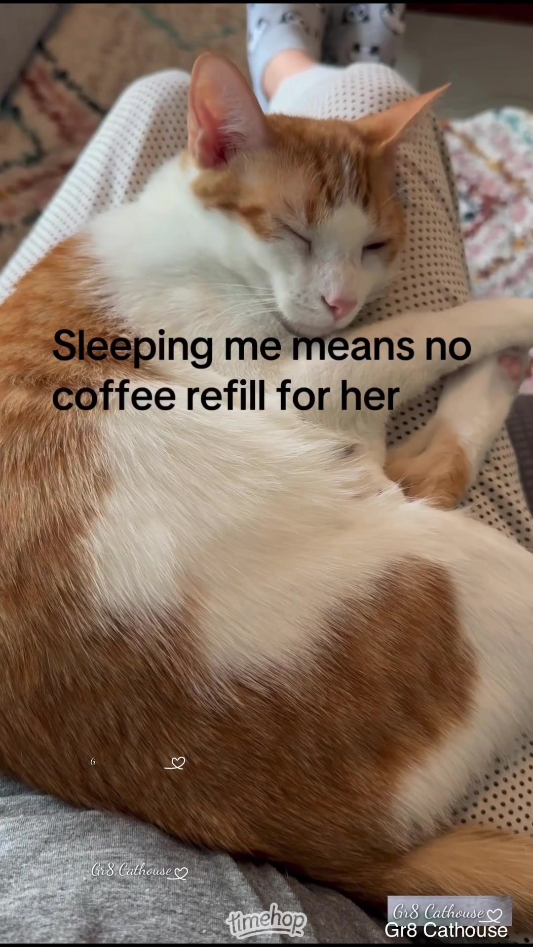 @Gr8 Cathouse