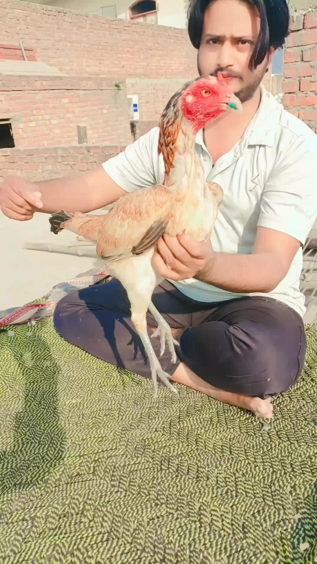 @Royal birds