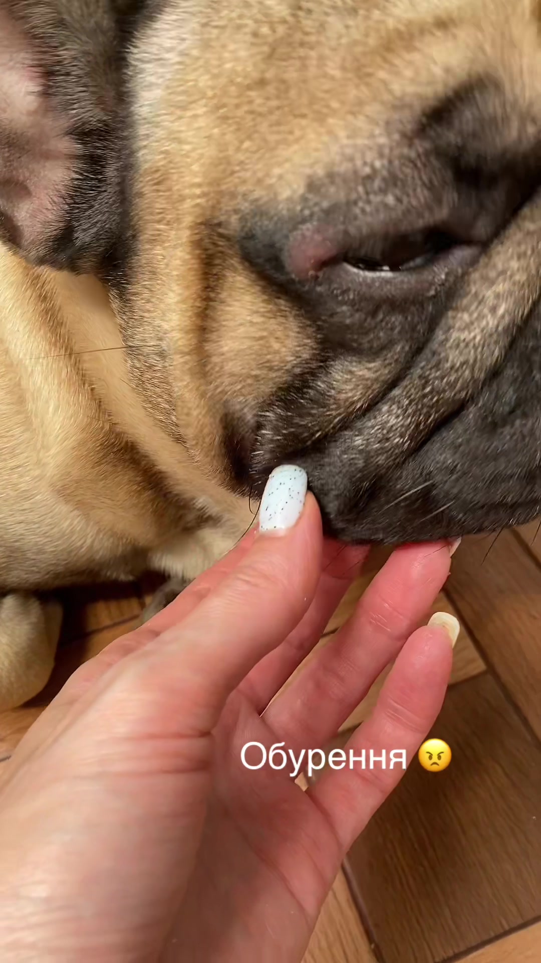 @_holly_bulls_