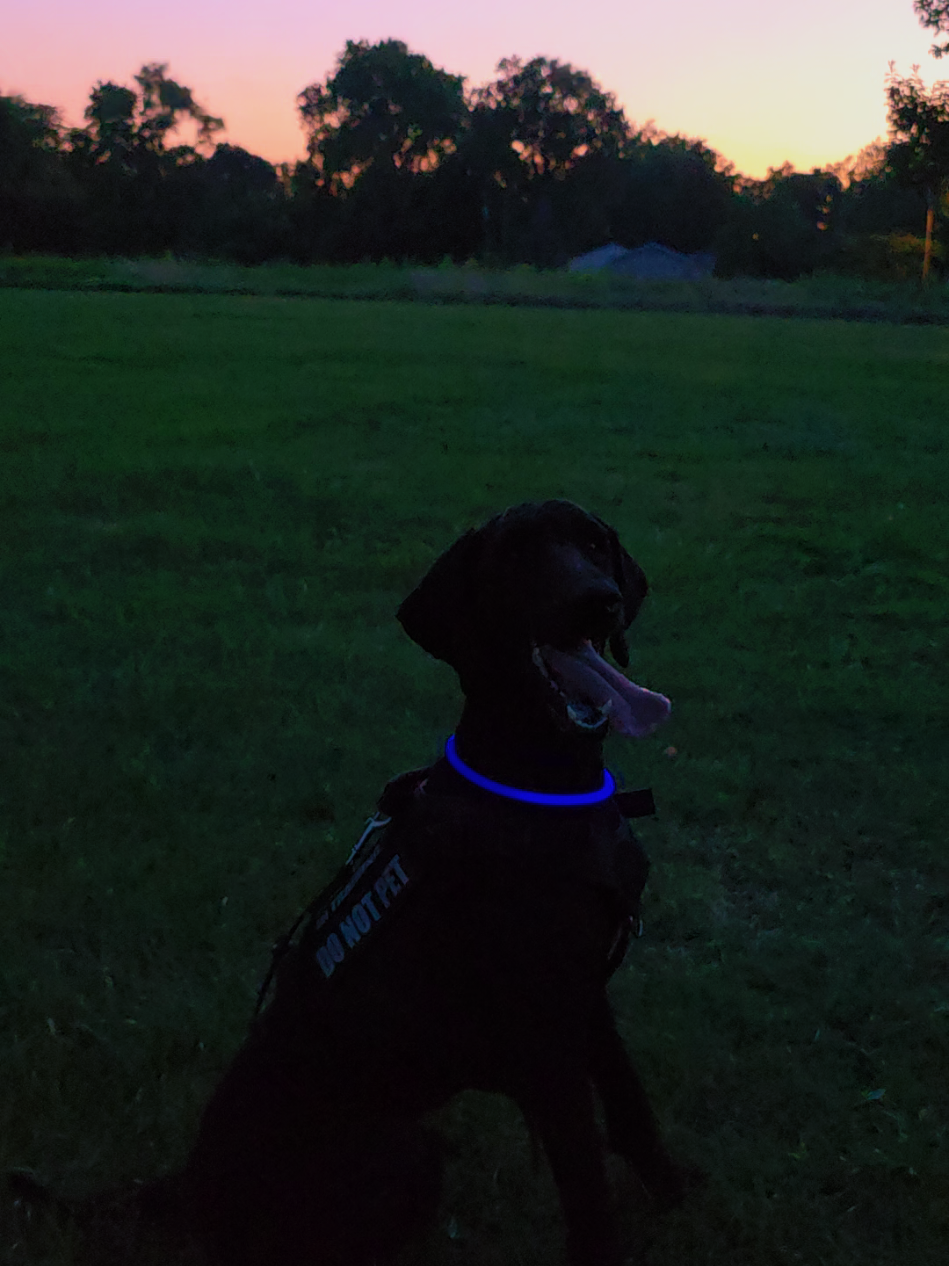 @Canine Wonders Training