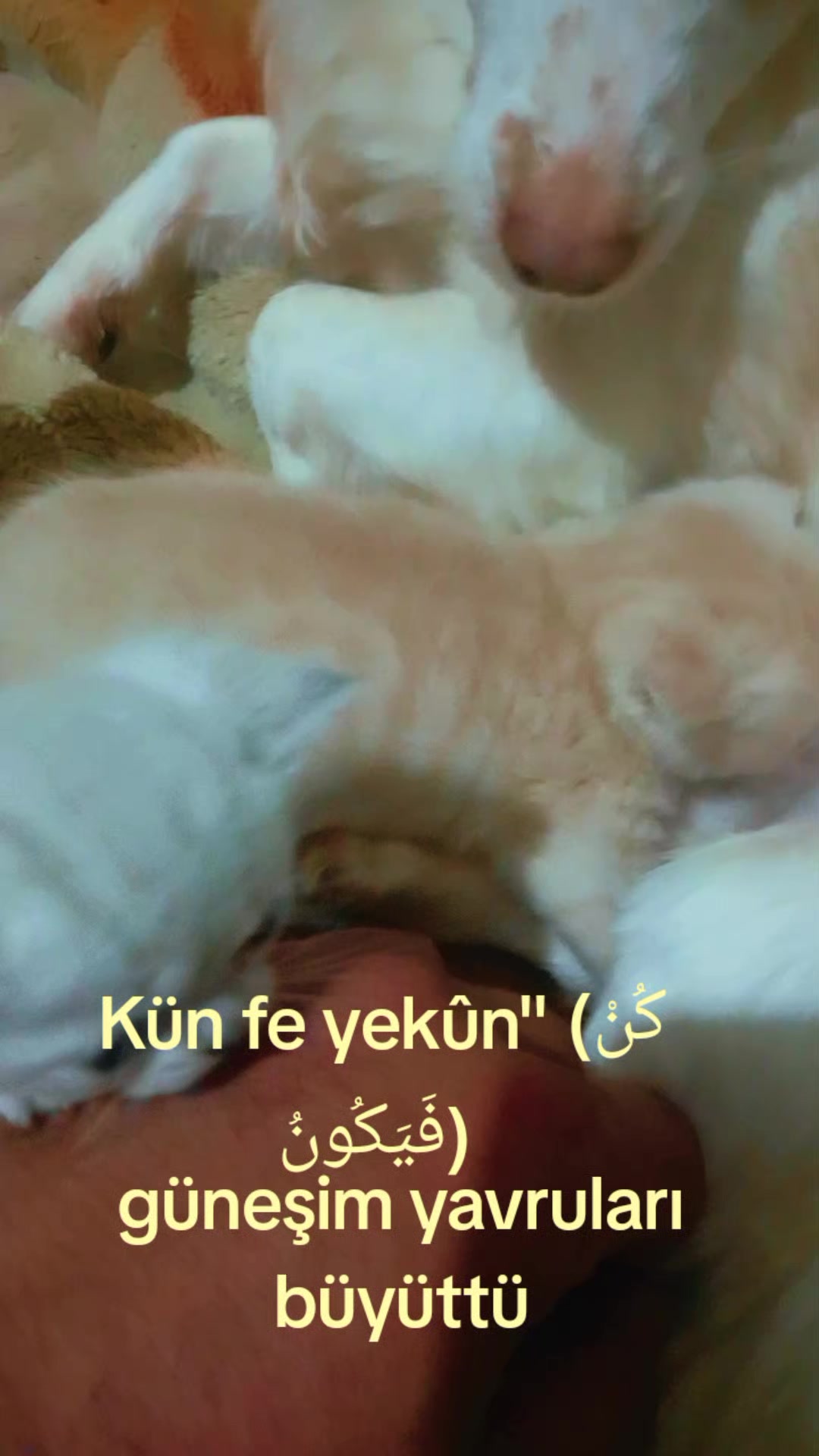 @&ccedil;amur