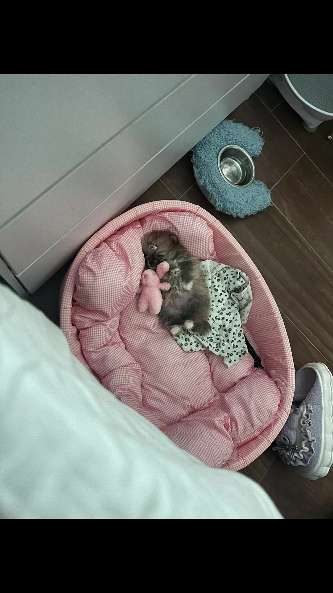 @A.PAWS🐕🐾