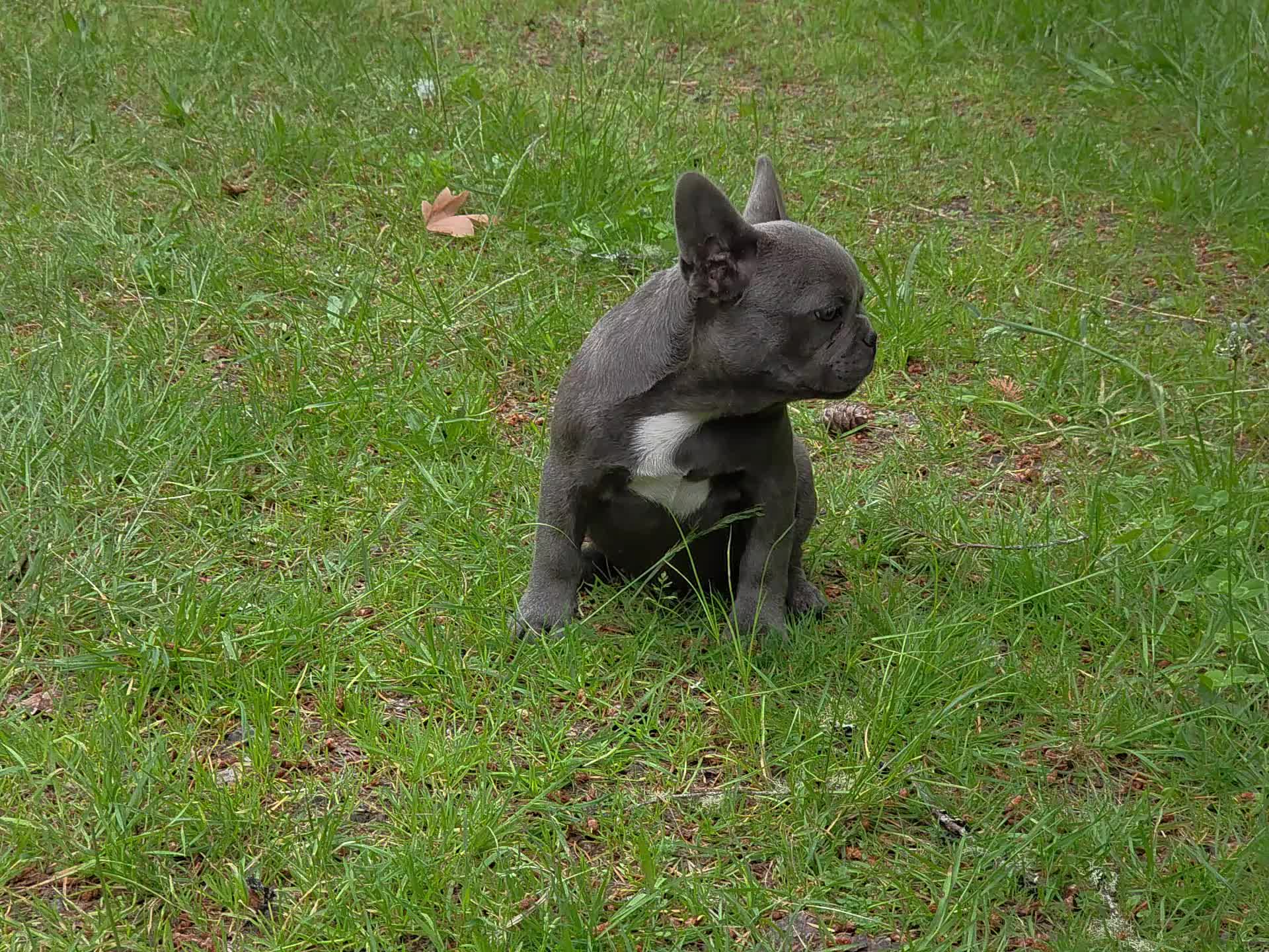 @bkrfrenchies