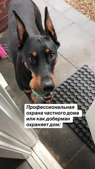 @Доберман Шелби