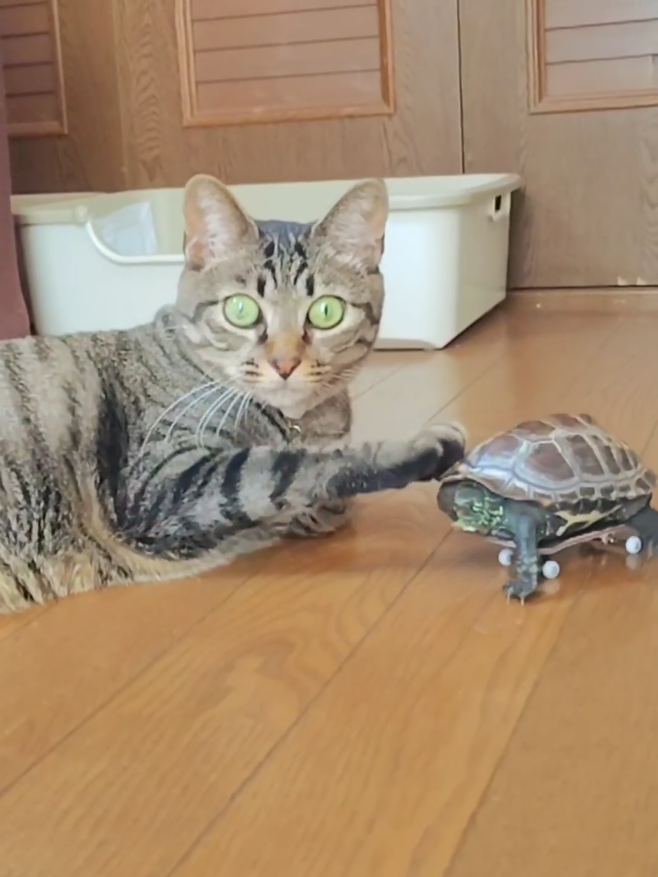 @クサガメ軍曹🐢