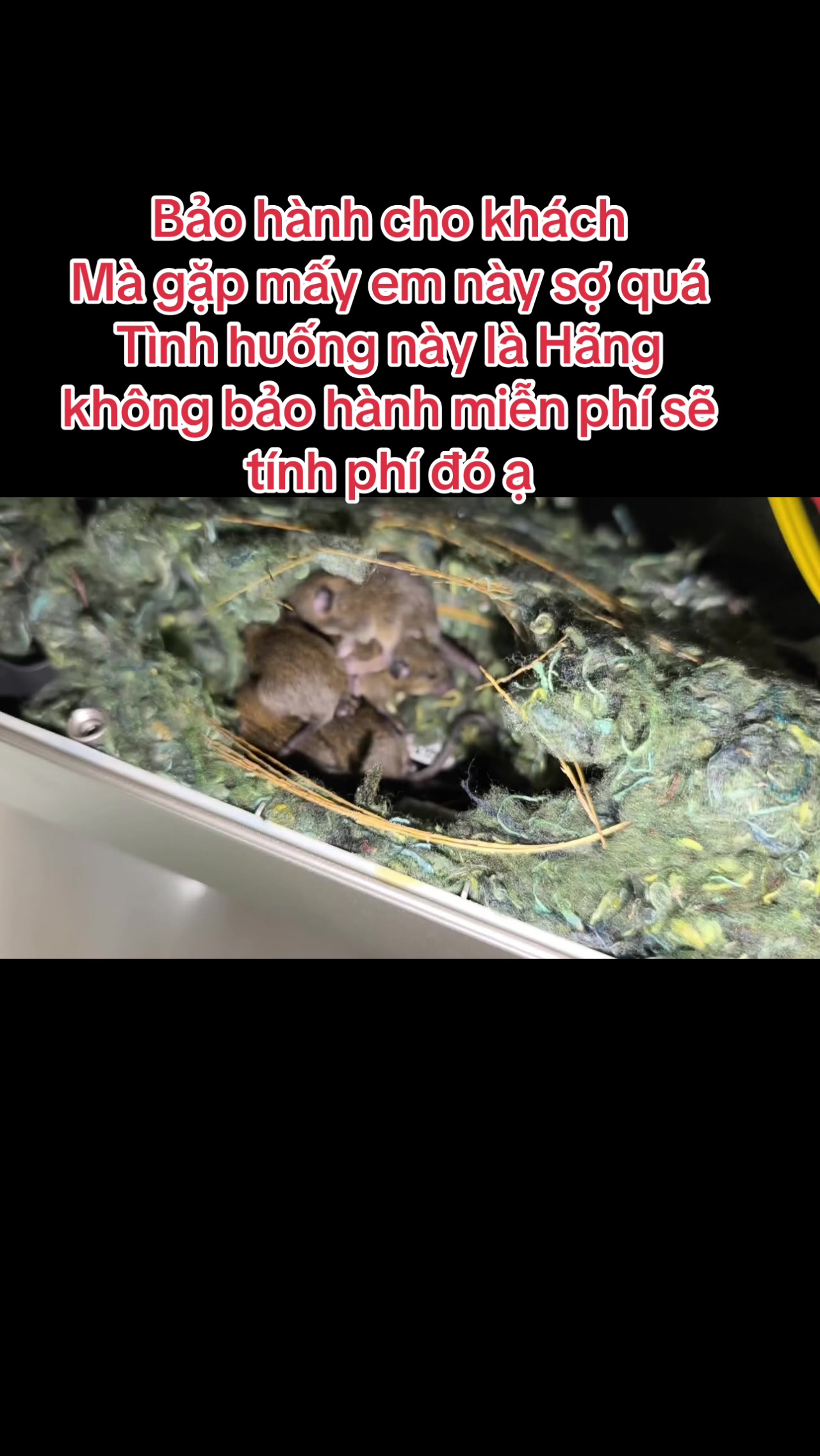@Mẹ Của Gấu Heo