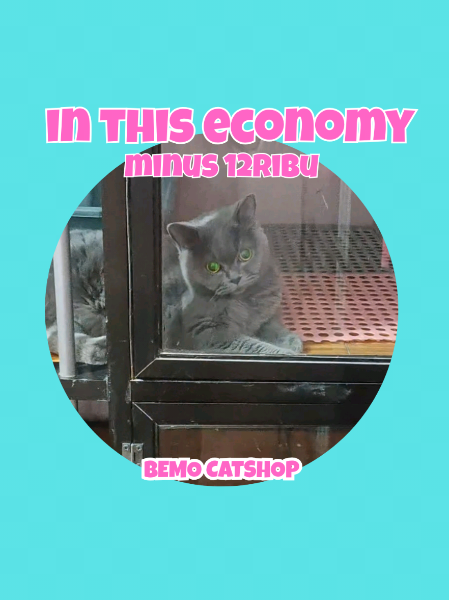 @Bemo Catshop