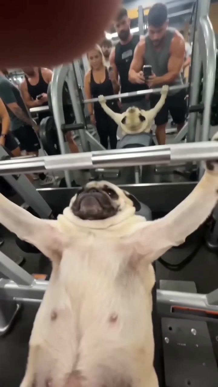 @Lucas The Pug