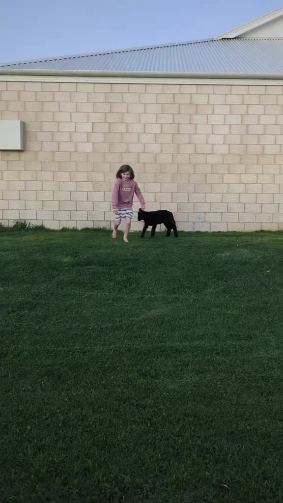 @Gardin Park Babydoll Sheep