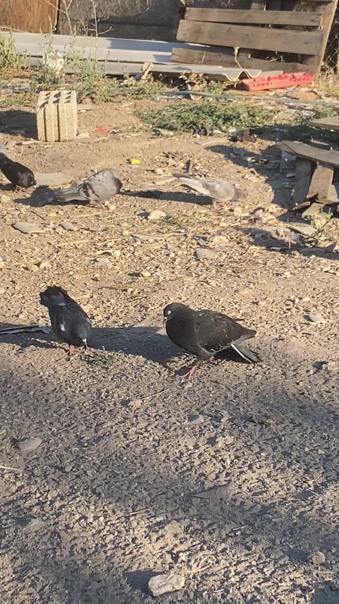@Miro dolapçıları