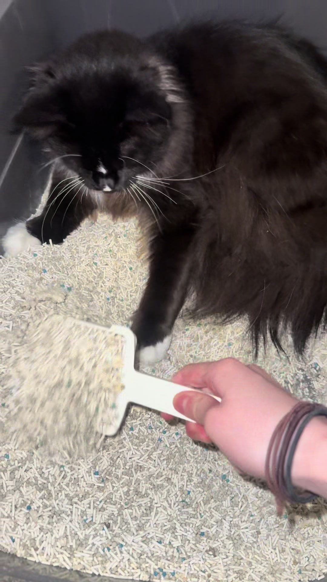 @Chiruru🐈🐈&zwj;⬛