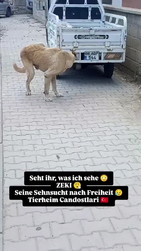 @TSV Candostlari-Beste Freunde