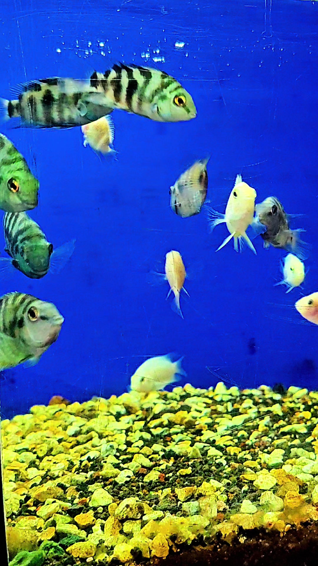 @Acuario Fish Lovers