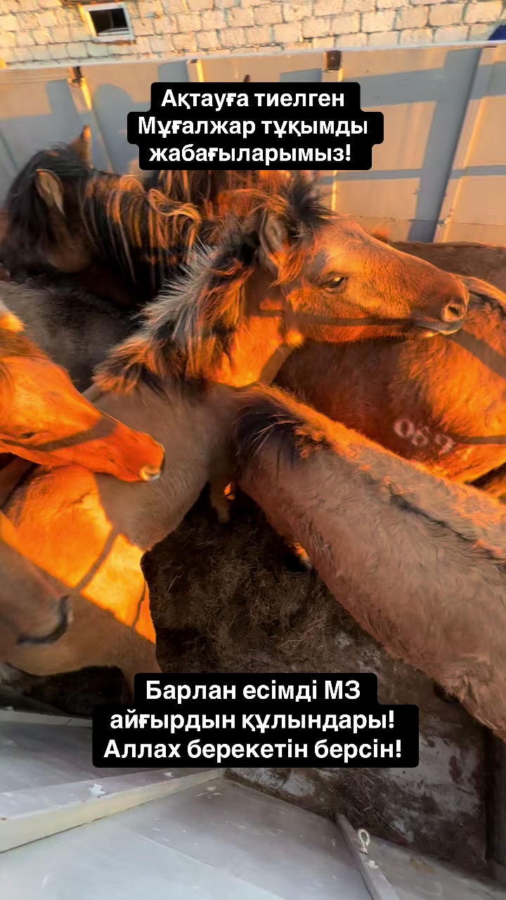@Мұғалжар жылқысы MZ