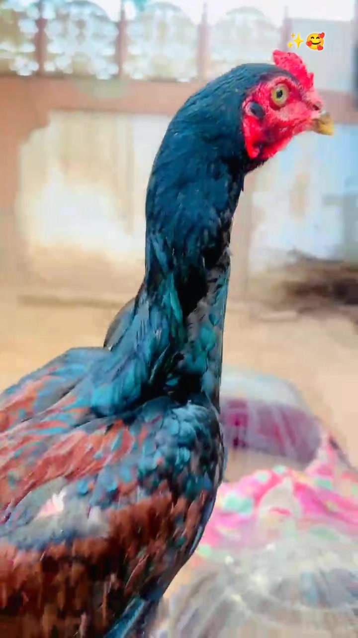 @Tik Toker Mirza✨🔥🦅