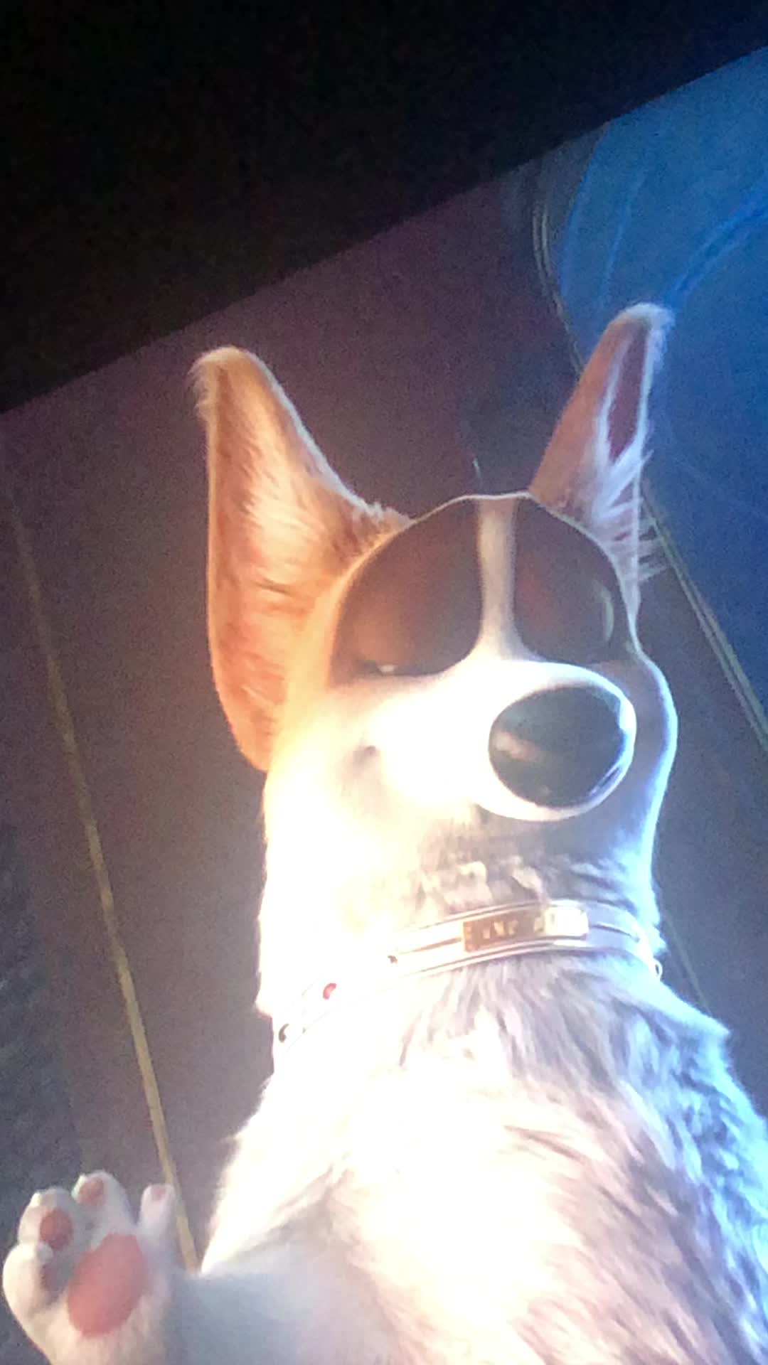 @Alexis 🌕🐺🐆