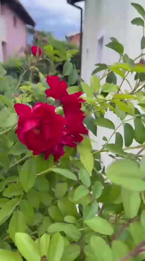 @Nomi786