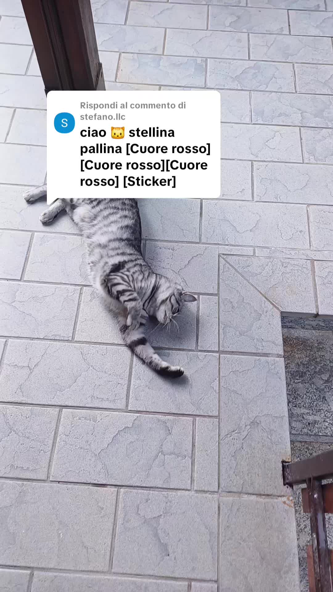 @Stellina
