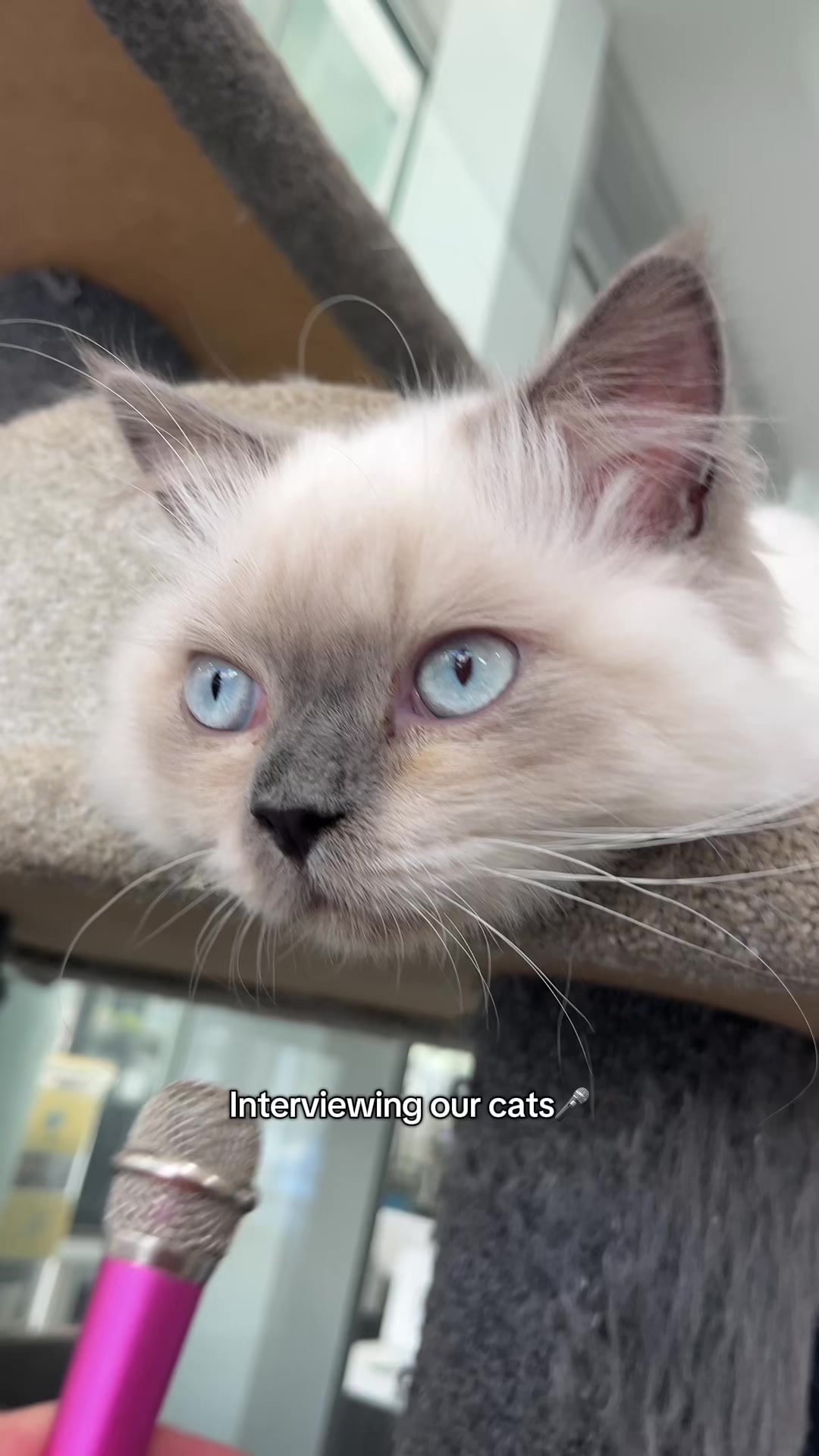 @crazycatcafe