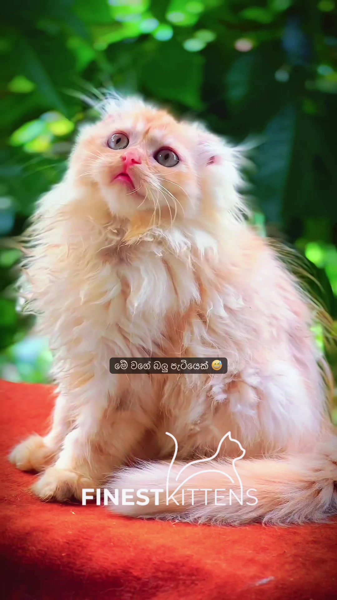 @FinestKittens