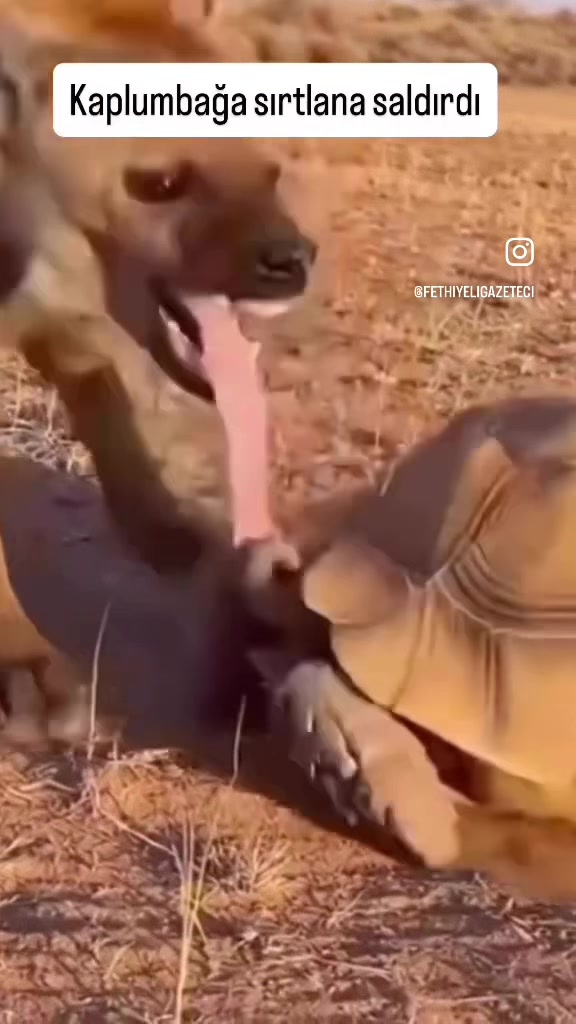 @HADZABETRIBE