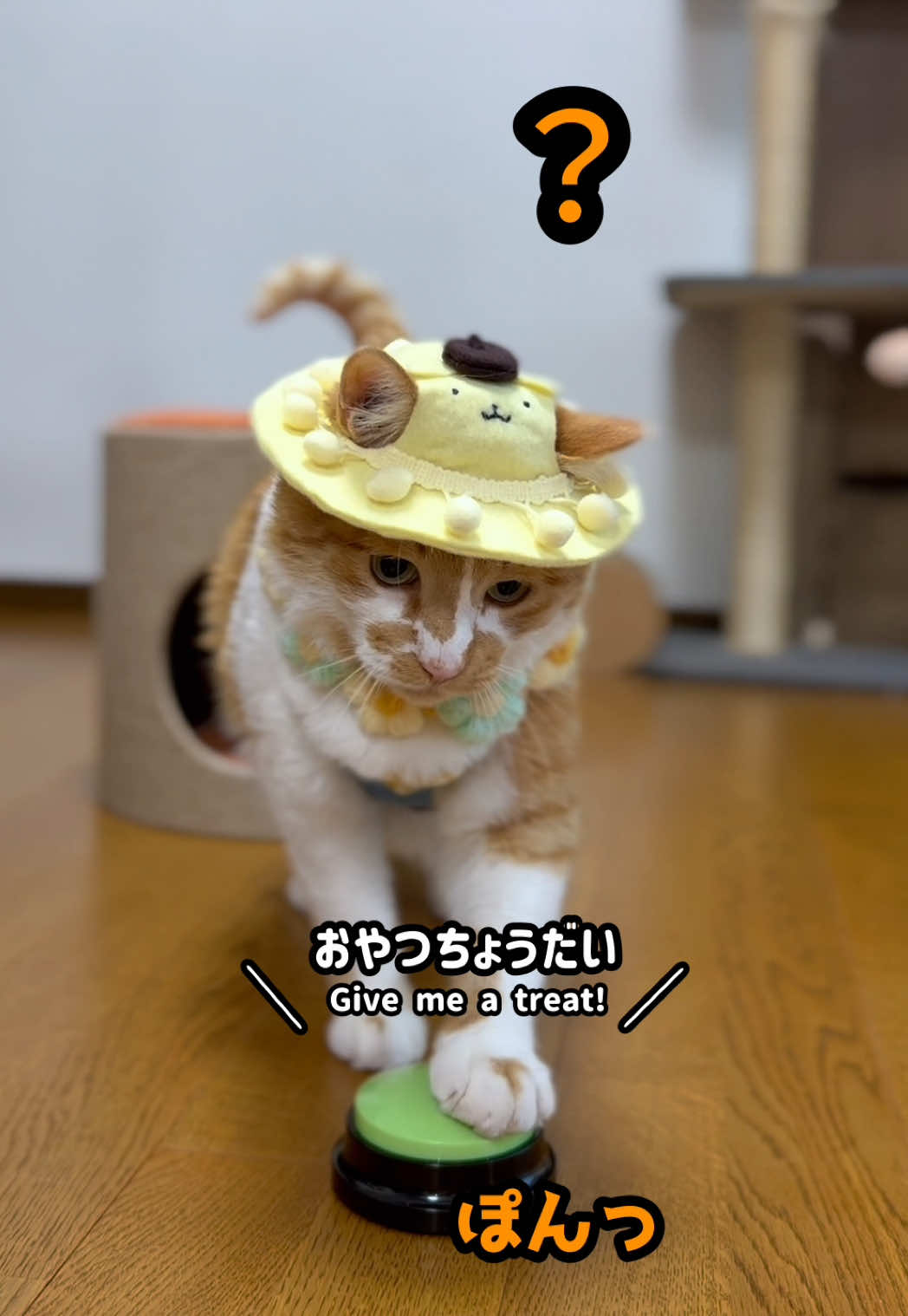 @お散歩大好きもんぶらん🐈