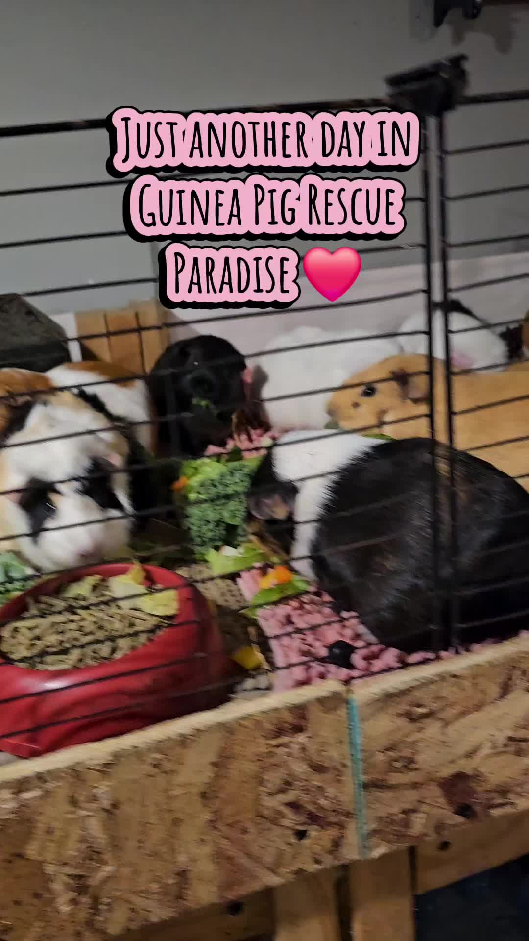 @♡GuineaPiggy♡