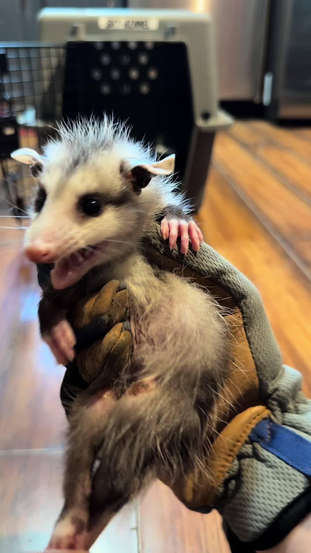 @AnimalWelfareGuy